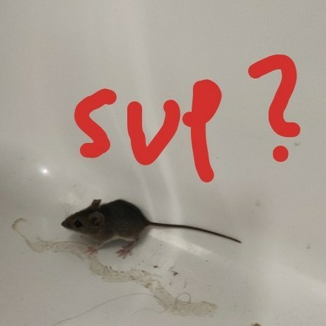 Nahaufnahme der Mause mit "sup?" ins Bild geschrieben.