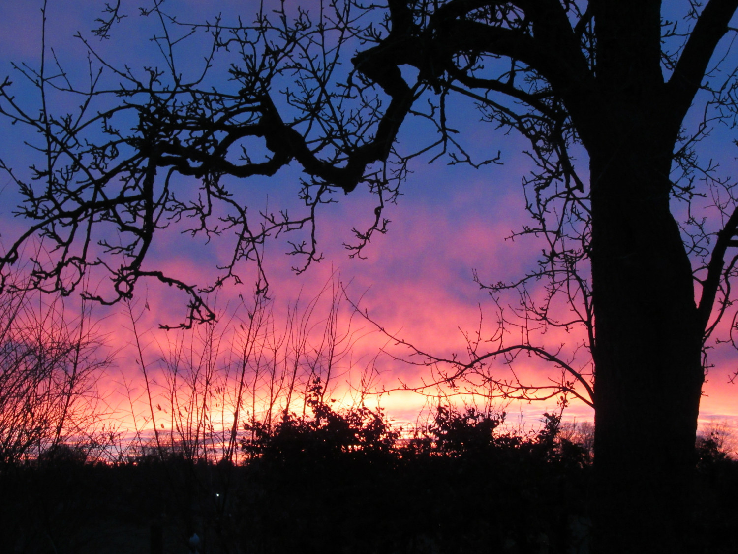 Sonnenaufgang hinter einem alten, kahlen Birnbaum. Farben von gelb-orange über lila bis blau. Sonnenaufgang hinter einem alten, kahlen Birnbaum. Farben von gelb-orange über lila bis blau.
