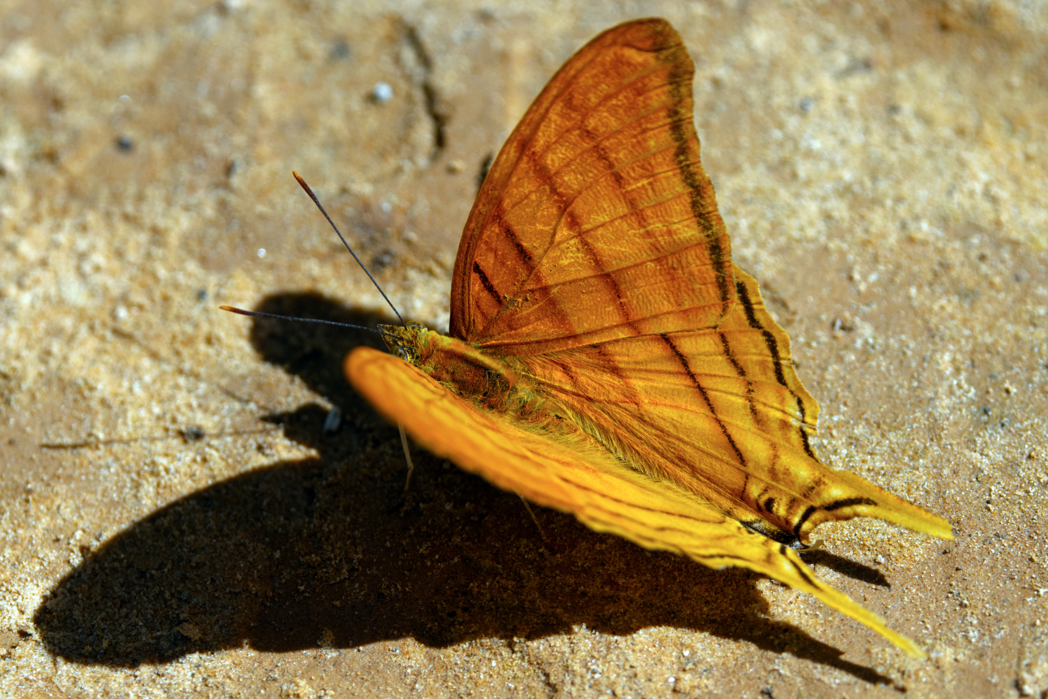 Die Grundfarbe der Oberseite aller Flügel ist orange und von mehreren dünnen geraden schwarzen Linien durchzogen, die direkt am Vorderrand der Vorderflügel spitz nach innen abknicken und die sich auf den Hinterflügeln fortsetzen. Der Apex läuft in einer weit nach außen ragenden Spitze aus. Der Saum der Hinterflügel ist etwas heller. 
Die Flügelunterseite zeigt eine hellgraue Grundfarbe mit mehreren sich über Vorder- und Hinterflügel erstreckenden orangefarbenen Linien.
