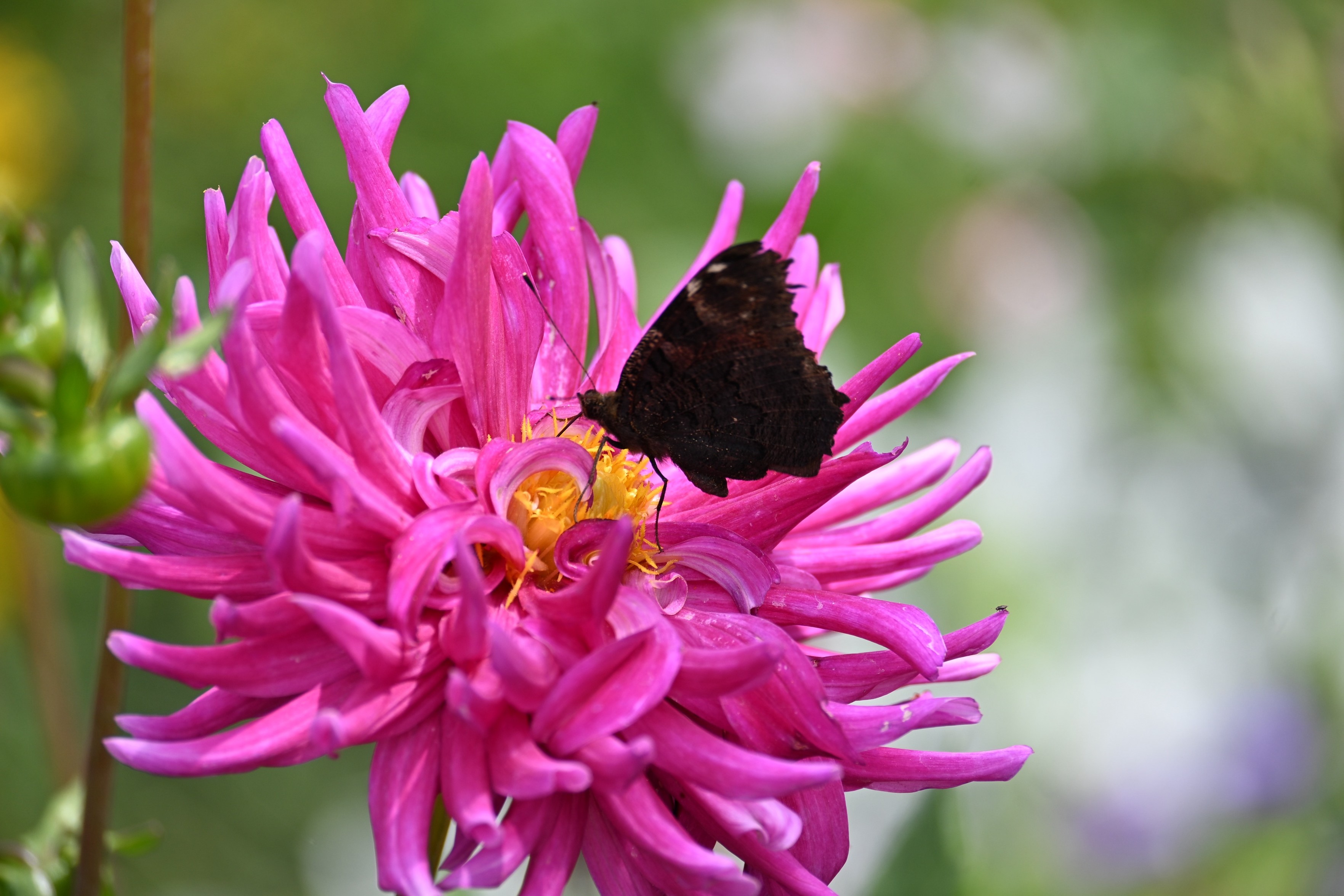 Ein dunkler Schmetterling (Tagpfauenauge), der auf einer leuchtend rosa Blume mit langen, stacheligen Blütenblättern thront. Der Hintergrund ist sanft verschwommen und zeigt eine farbenfrohe Gartenumgebung. Ein dunkler Schmetterling (Tagpfauenauge), der auf einer leuchtend rosa Blume mit langen, stacheligen Blütenblättern thront. Der Hintergrund ist sanft verschwommen und zeigt eine farbenfrohe Gartenumgebung.