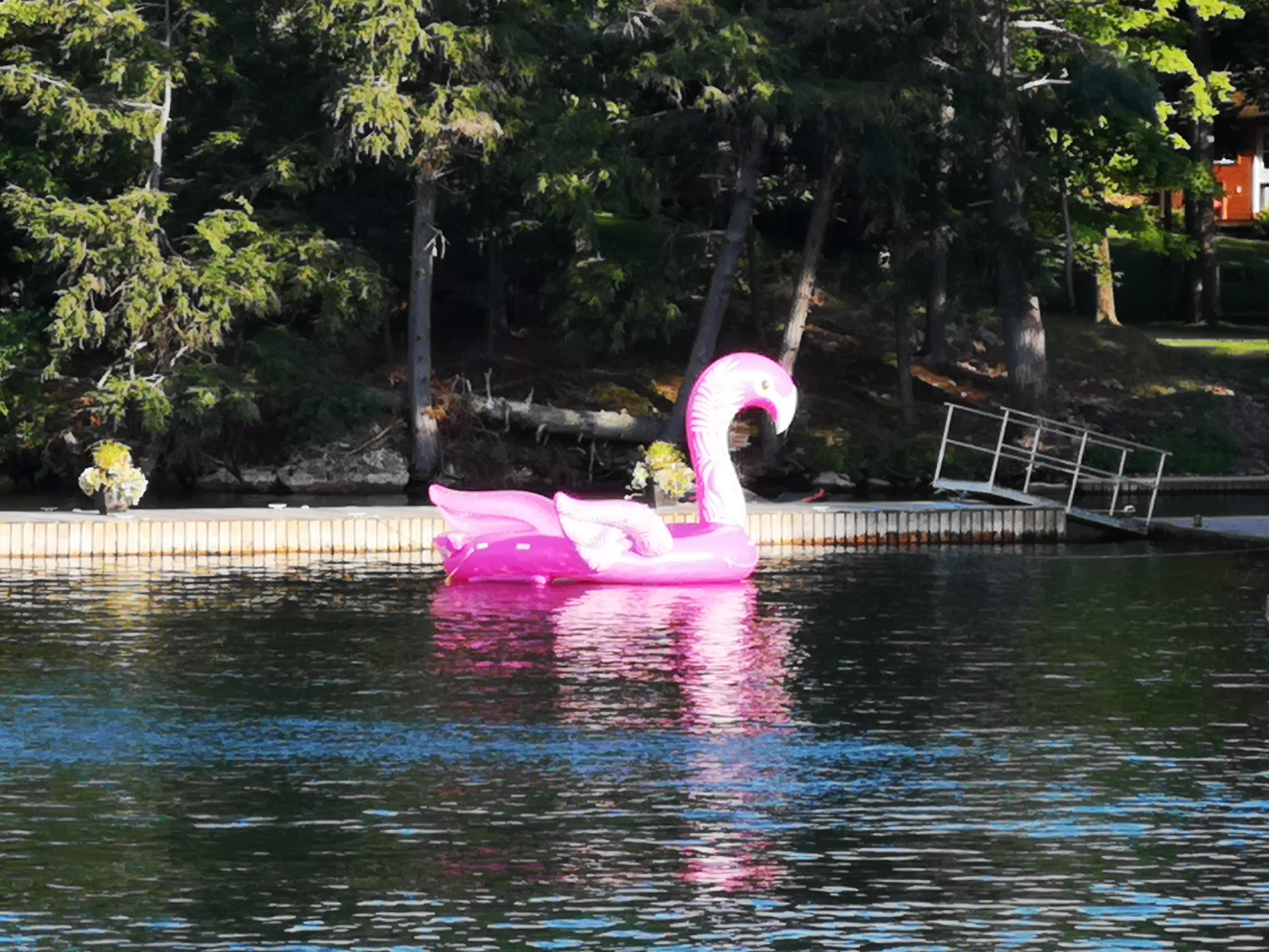 Ein pinker Tretbootflamingo an einer der 'thousand Islands' Inseln im St Lorenz Strom bei Kingston Ein pinker Tretbootflamingo an einer der 'thousand Islands' Inseln im St Lorenz Strom bei Kingston