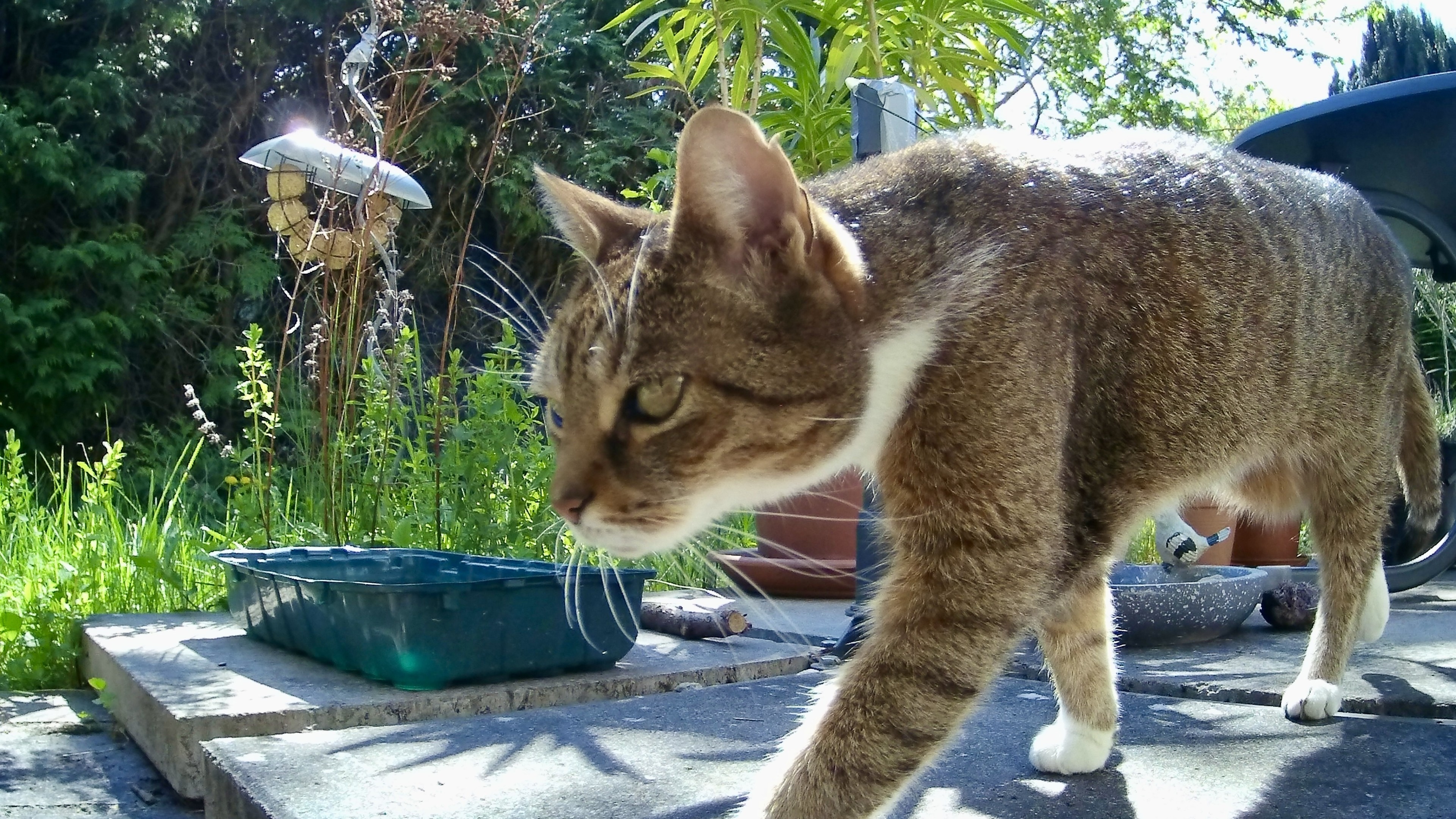 Nahaufnahme einer Wildkamera. Eine getigert weiße Katze geht von rechts nach links über eine Steinterrasse. Es sind nur der Kopf und die Vorderbeine zu sehen, Kopf etwa Bildmitte. Sie ist umgeben von Grün und Topfpflanzen in einer sonnigen Außenumgebung. Ein Futterhäuschen und einige Gartenartikel sind im Hintergrund zu sehen.  Nahaufnahme einer Wildkamera. Eine getigert weiße Katze geht von rechts nach links über eine Steinterrasse. Es sind nur der Kopf und die Vorderbeine zu sehen, Kopf etwa Bildmitte. Sie ist umgeben von Grün und Topfpflanzen in einer sonnigen Außenumgebung. Ein Futterhäuschen und einige Gartenartikel sind im Hintergrund zu sehen.
