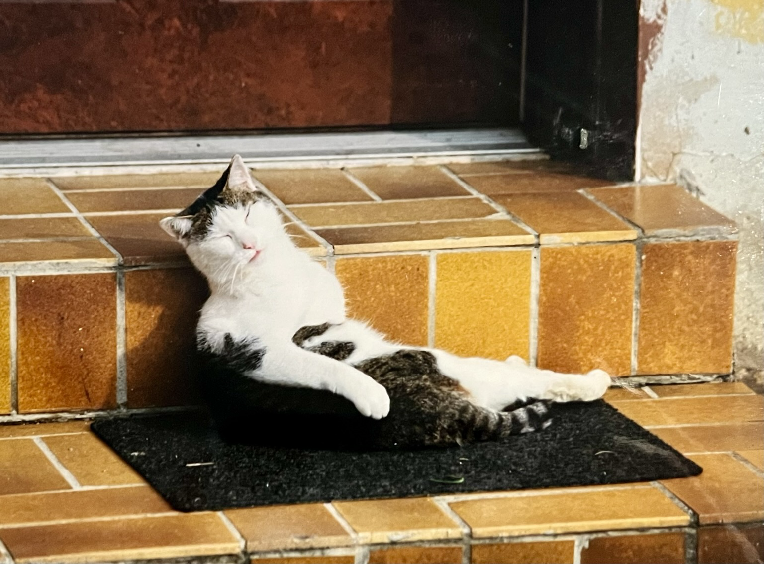 Eine Katze liegt faul in der Sonne Eine Katze liegt faul in der Sonne