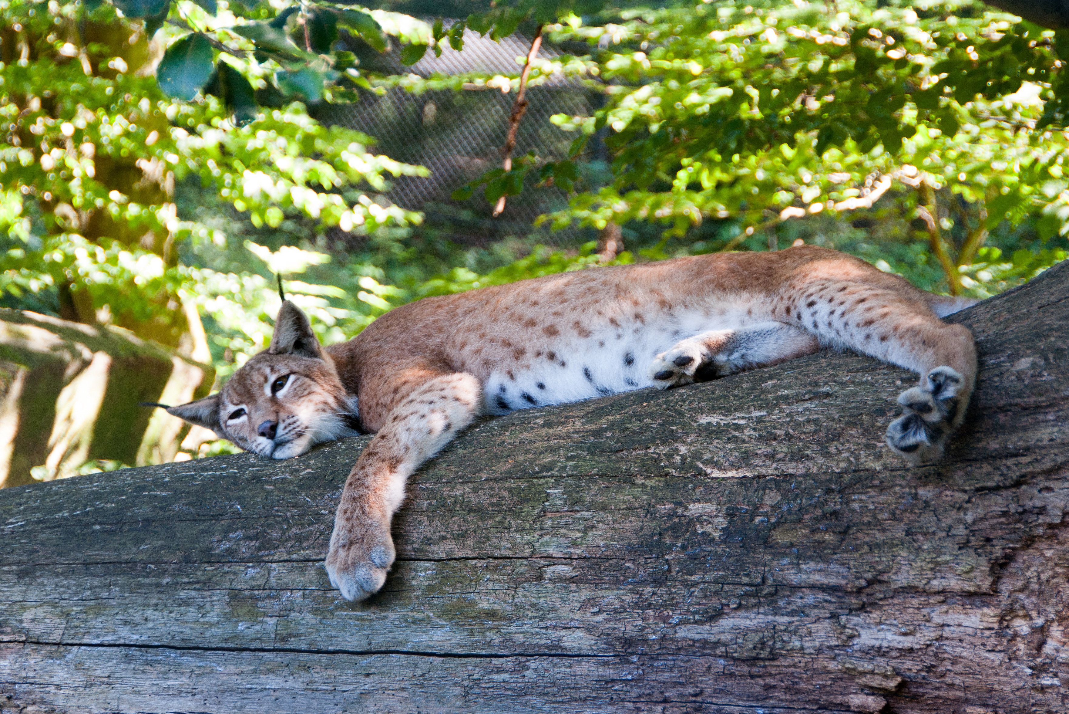 Luchs Weibchen verdaut entspannt auf einem Baumstamm nach der Fütterung.  Luchs Weibchen verdaut entspannt auf einem Baumstamm nach der Fütterung.