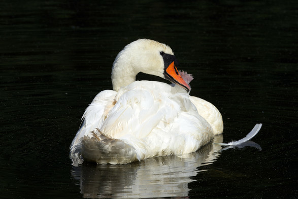 Ein Höckerschwan (Cygnus olor) auf einem Gewässer, das durch den Kontrast zum weißen Gefieder des Vogels schwarz erscheint. Der Schwan hat den Kopf nach rechts gedreht und zupft an einer Feder. Eine weitere Feder schwimmt neben ihm auf der Wasseroberfläche.
Der Höckerschwan besitzt ein einheitlich weißes Gefieder. Durch den orange-rot gefärbten Schnabel mit schwarzer Schnabelspitze und -wurzel kann er von anderen Schwänen unterschieden werden. Namensgebend ist ein schwarzer Höcker über dem Schnabel. Die Füße und Beine sind schwarz. Die Augen sind haselnußfarben.