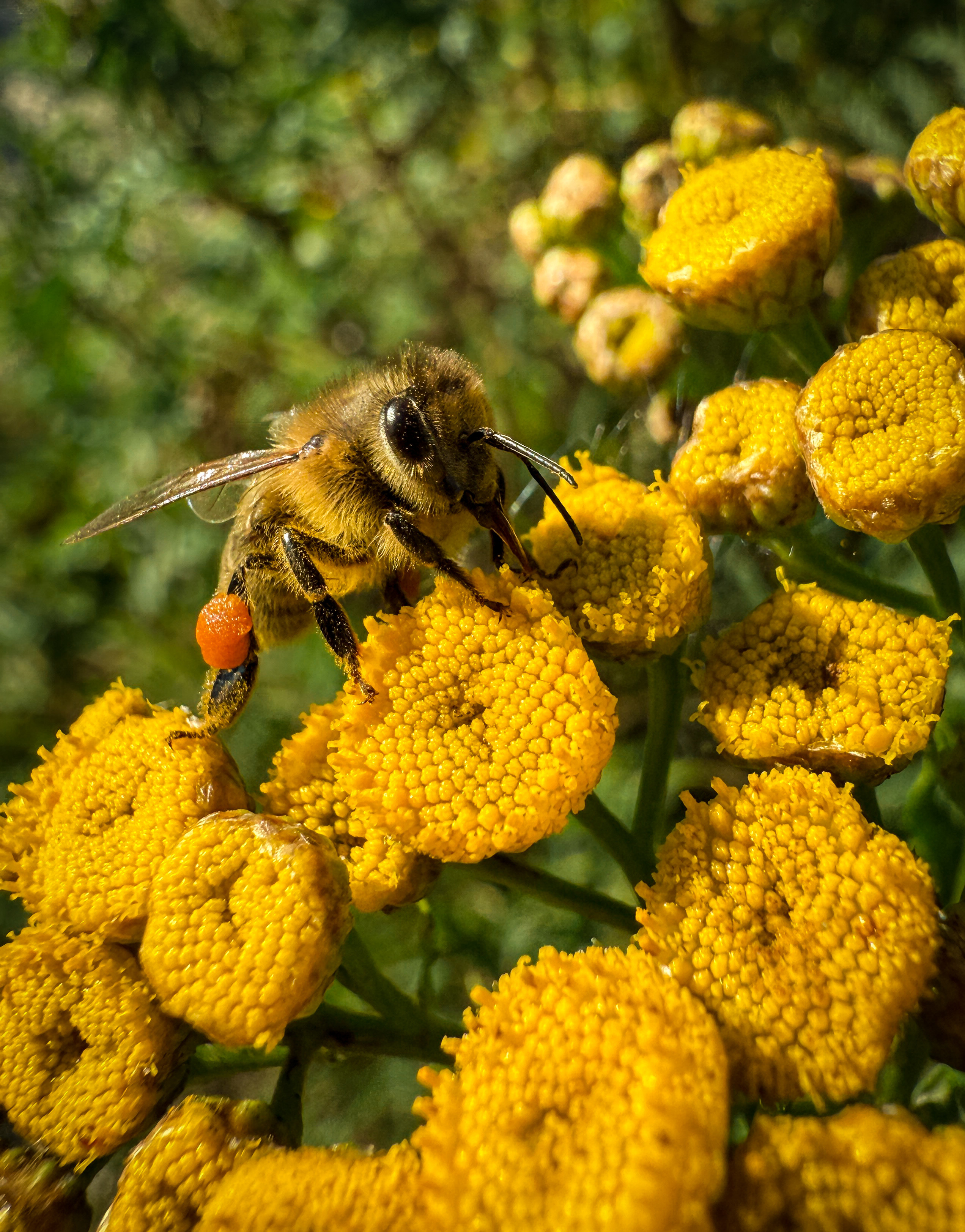 Eine Biene sammelt Pollen von leuchtend gelben Blüten.