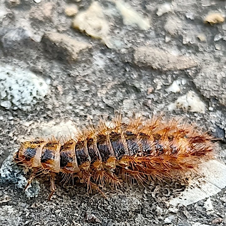 auf asphalt krabbelt ein tierchen von rechts nach links, das aussieht wie eine borstige, etwas plattegedrückte raupe. es ist hauptsächlich orange-braun, wobei der eindruck von den borstigen haaren kommt, die nach hinten und seitlich immer zahlreicher werden. die 12 körpersegmente, tergite genannt, zeigen oben drauf einen dunkelbraunen querstreifen und sind ansonsten beige. die käferin ist auf halber länge ein bisschen breiter als an den enden. hinten ragen 2 noch stärker behaarte fortsätze aus dem letzten tergit.