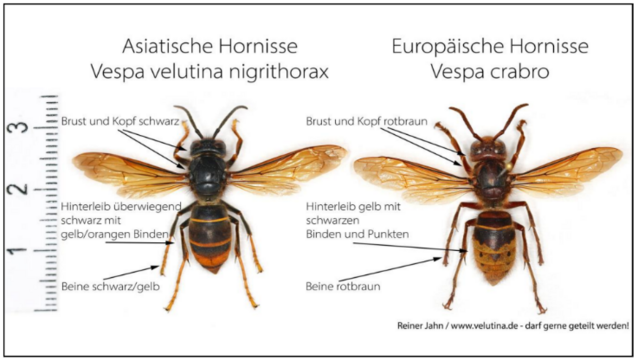 Zwei Hornissen nebeneinander auf weißen Hintergrund, links de asiatische, deren Oberkörper schwarz- Im Vergleich dazu die  europäische rechts, deren Oberkörper rotbraun ist und der Hinterleib braun gepunktet.