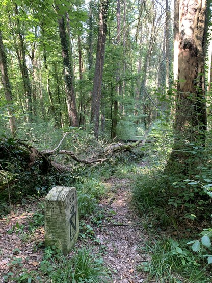 Der Weg ist die Grenze, auch hier um umgekippter Baum unmittelbar neben dem Stein, aber er wäre nicht getroffen worden.