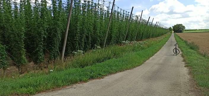 Links im Bild ein Hopfengarten, der Hopfen hängt saftig grün und hat die oberen Drähte erreicht. Neben dem Feld ein Weg, der ca. 2,5 Meter breit ist und den Hügel hinaufführt. Erwir perspektivisch immer enger, ja weiter Weg der Betrachter ist. Der Mittagshimmel ist mit dicken Haufenwolken bedeckt, auf dem Weg steht einsam ein schwarzes Fahrrad.
