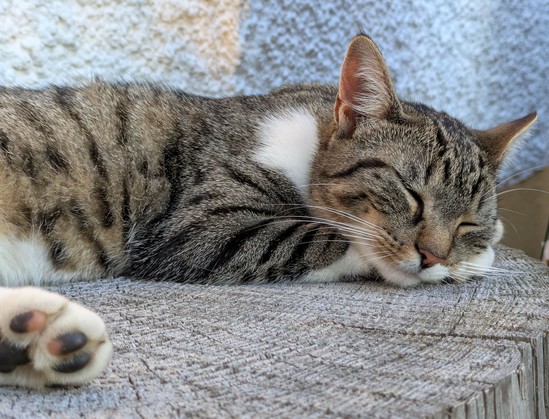 eine weißgraugetigerte Katze liegt auf einer Holzscheibe. den Kopf mit geschlossenen Augen auf den Vorderpfoten abgelegt