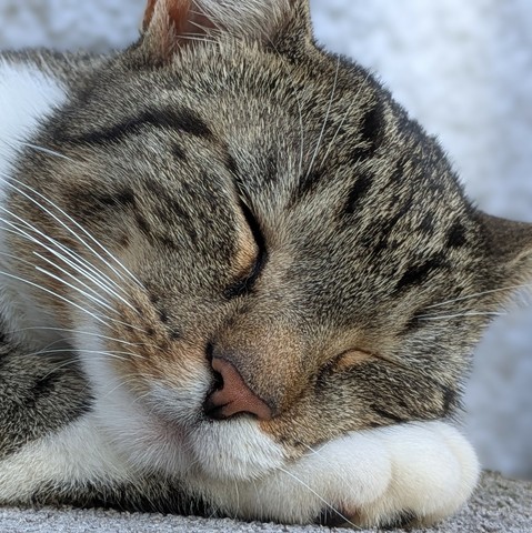 Der Kopf einer weißgrautigerten Katze liegt auf einer Vorderpfote. Geschlossene Augen.