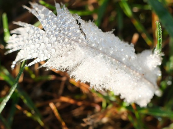 eine weiße Feder mit ganz vielen Tautropfen liegt in der Sonne auf Gras