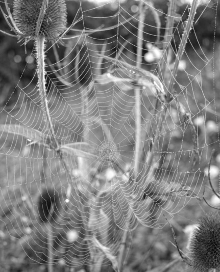 ein großes Spinnennetz voller Tautropfen zwischen wilder Karde