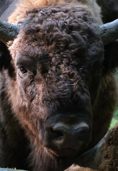 ein wolliger dunkler Rinderkopf schaut direkt in die Kamera. Die linke Seite ist im Sonnenlicht. Über der haarlosen Nase ist ein Streifen heller Haare, bevor das braune Fell beginnt.