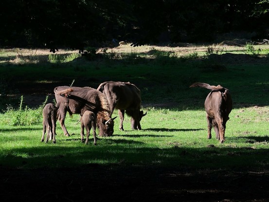 mehrere grasende Wisentkühe und ihre Kälber stehen in der Sonne und grasen