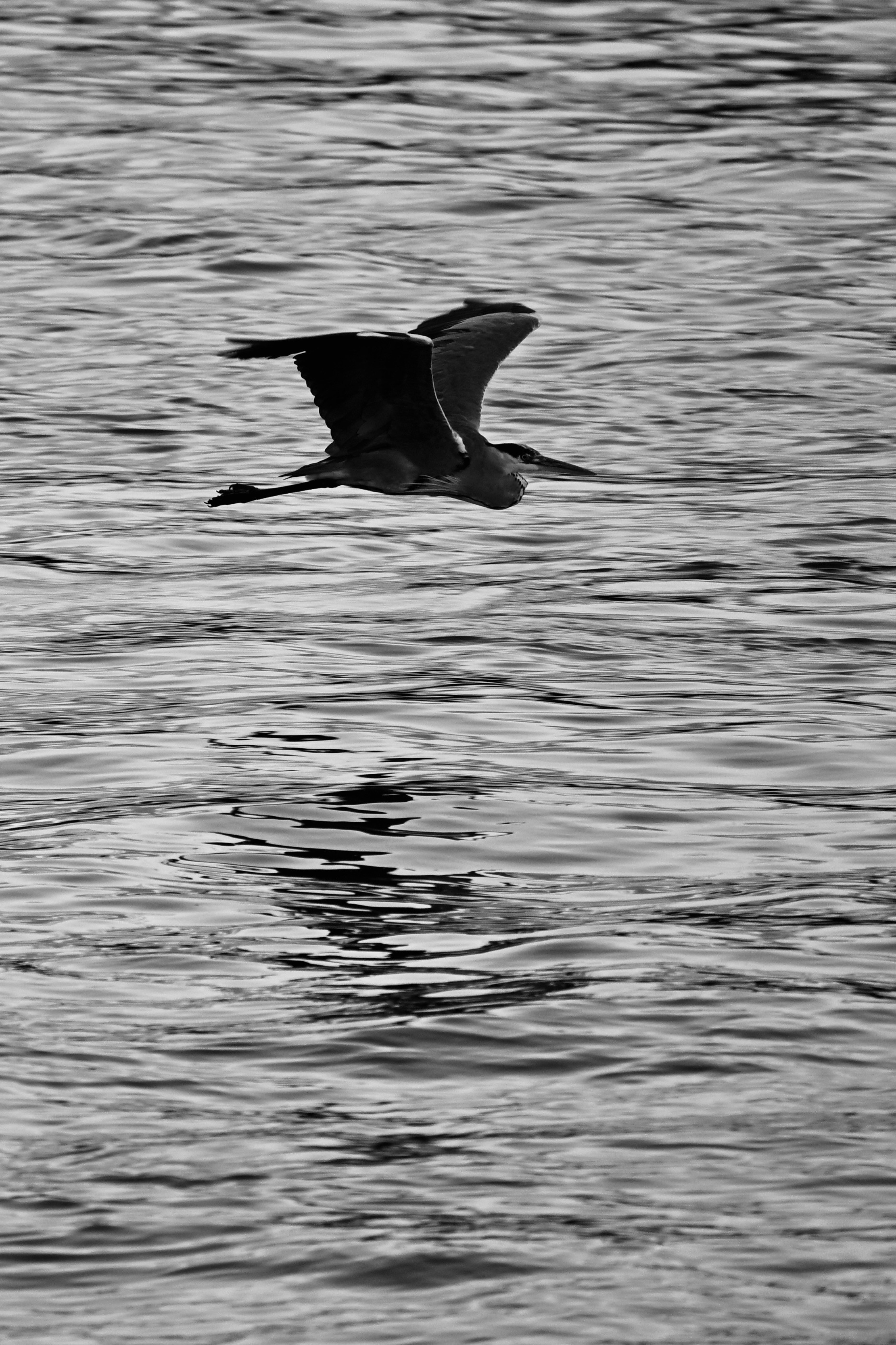Eine leicht bewegte Wasserfläche über der ein Reiher fliegt. Der Vogel fliegt in Richtung rechter Bildrand. Der Körper spiegelt sich ein wenig auf dem Wasser. Eine leicht bewegte Wasserfläche über der ein Reiher fliegt. Der Vogel fliegt in Richtung rechter Bildrand. Der Körper spiegelt sich ein wenig auf dem Wasser.