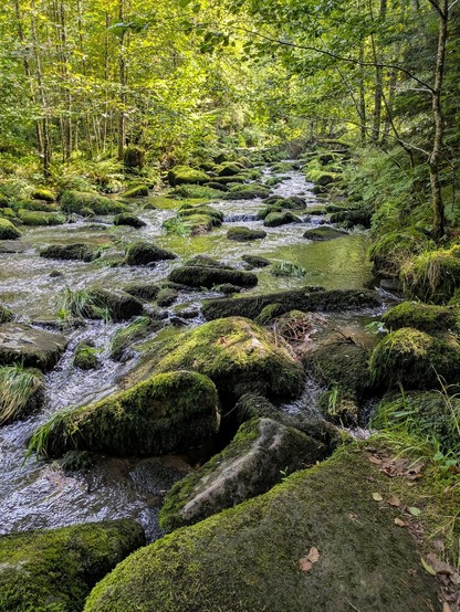 Ein breiter Bach mit vielen großen abgerundeten Felsen im Bachbett und Bäumen am Rand. Sonnenschein