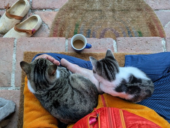 eine grauweißgetigerte Katze und ein großes Katzenkind liegen bzw sitzen auf untergeschlagenen Beinen. Kaffeetasse davor