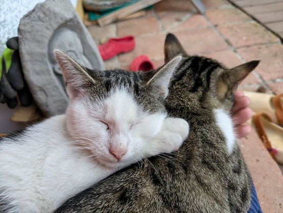 ein weißgetigertes Katzenkind liegt mit geschlossenen Augen auf einer grauweißgetigerten Katze