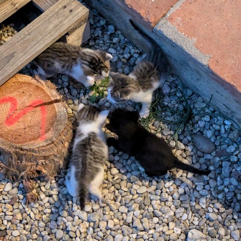 drei getigertweiße und ein schwarzes Katzenbabies auf Kies bei einem Holzklotz