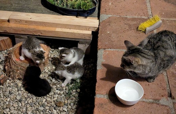 eine graugetigerte Katzenmama schaut zu ihren 4 Katzenbabies