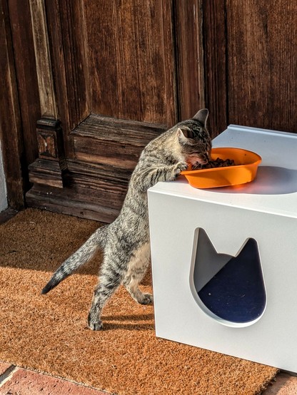 eine kleine graugetigerte Katze streckt sich, um an eine orange Schüssel mit Trockenfutter zu kommen, die oben auf einer Kiste steht