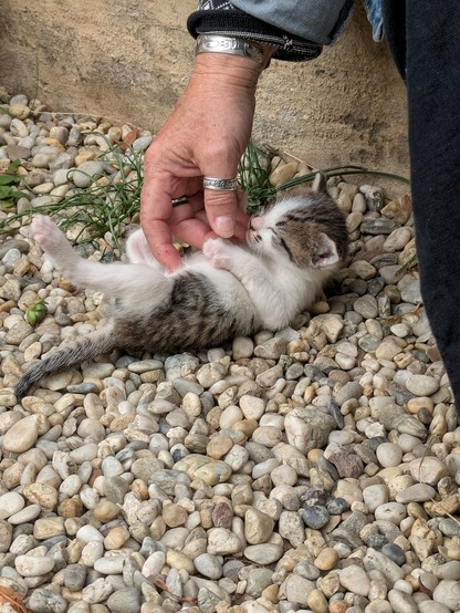 ein weißgraugetigerzes Katzenbaby liegt auf dem Rücken und eine Hand krault deinen Bauch
