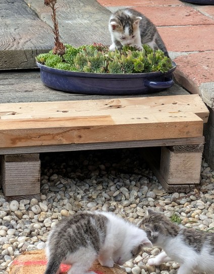 drei kleine tapsige weißgraugetigerte Katzenbabys. eins davon ist auf die Palette geklettert und erkundet den Hauswurz