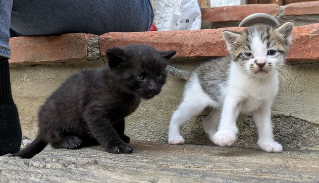 zwei tapsige Katzenbabys. ein fast schwarzes mit noch blauen Augen und ezweißgraugetigerzes, das in die Kamera schaut