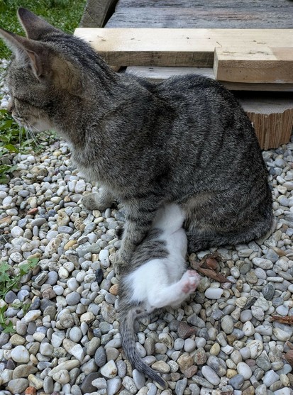 eine graugetigerte Katze sitzt und schaut nach links aus dem Bild. Ein Katzenbaby liegt auf dem Rücken und trinkt an einer Zitze