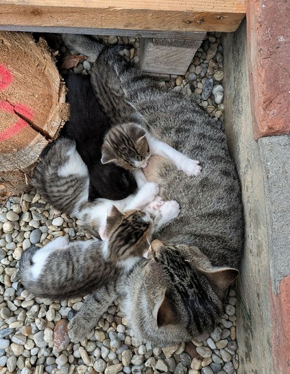 vier Katzenbabys trinken an der liegenden graugetigerten Katzenmama