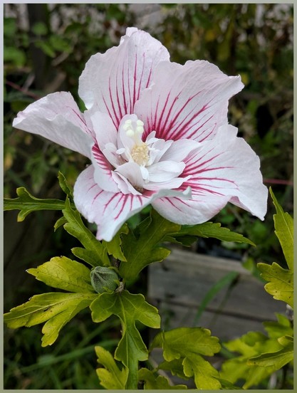 eine weiße Blüte von Hibiskus, gefüllt mit roten Streifen in den äußeren Blütenblättern