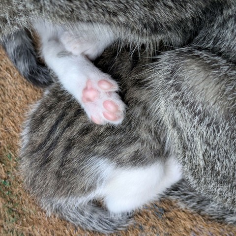 Fell von 3 Katzen und eine Hinterpfote mit rosa Ballen
