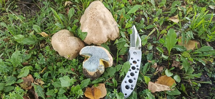 Drei Pilze im Rasen, der kleine vorne rechts ist halbiert und blau-violett angelaufen. S
Daneben liegt zum Größenvergleich ein silbernes Klappmesser. Die anderen beiden Pilze sind noch im Boden und zeigen ihre hellbraune Kappe.