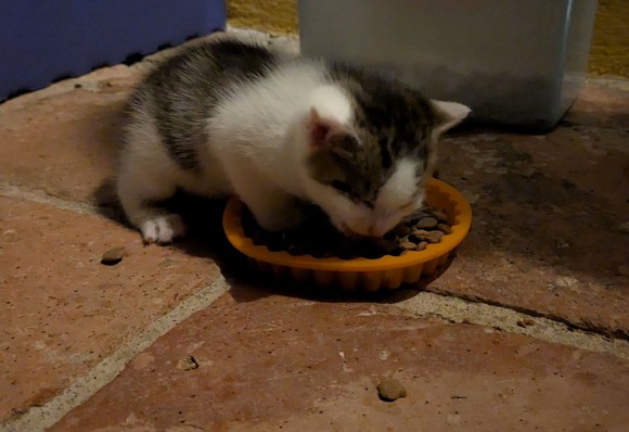 ein noch sehr kleines Katzenkind steht mit den Vorderpfoten in einer orangen Schüssel mit Trockenfutter und frißt