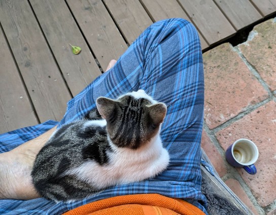 eine noch nicht ausgewachsene weißgetigerte Katze sitzt auf untergeschlagenen Beinen. rechts daneben eine leere blaue Kaffeetasse