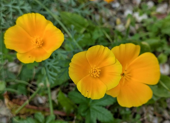 drei geöffnete orange Blüten von kalifornischem Mohn. Drunter grün