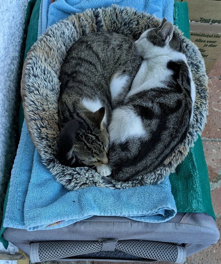zwei weißgetigerte Katzen liegen auf einem Kissen aneinander gekuschelt