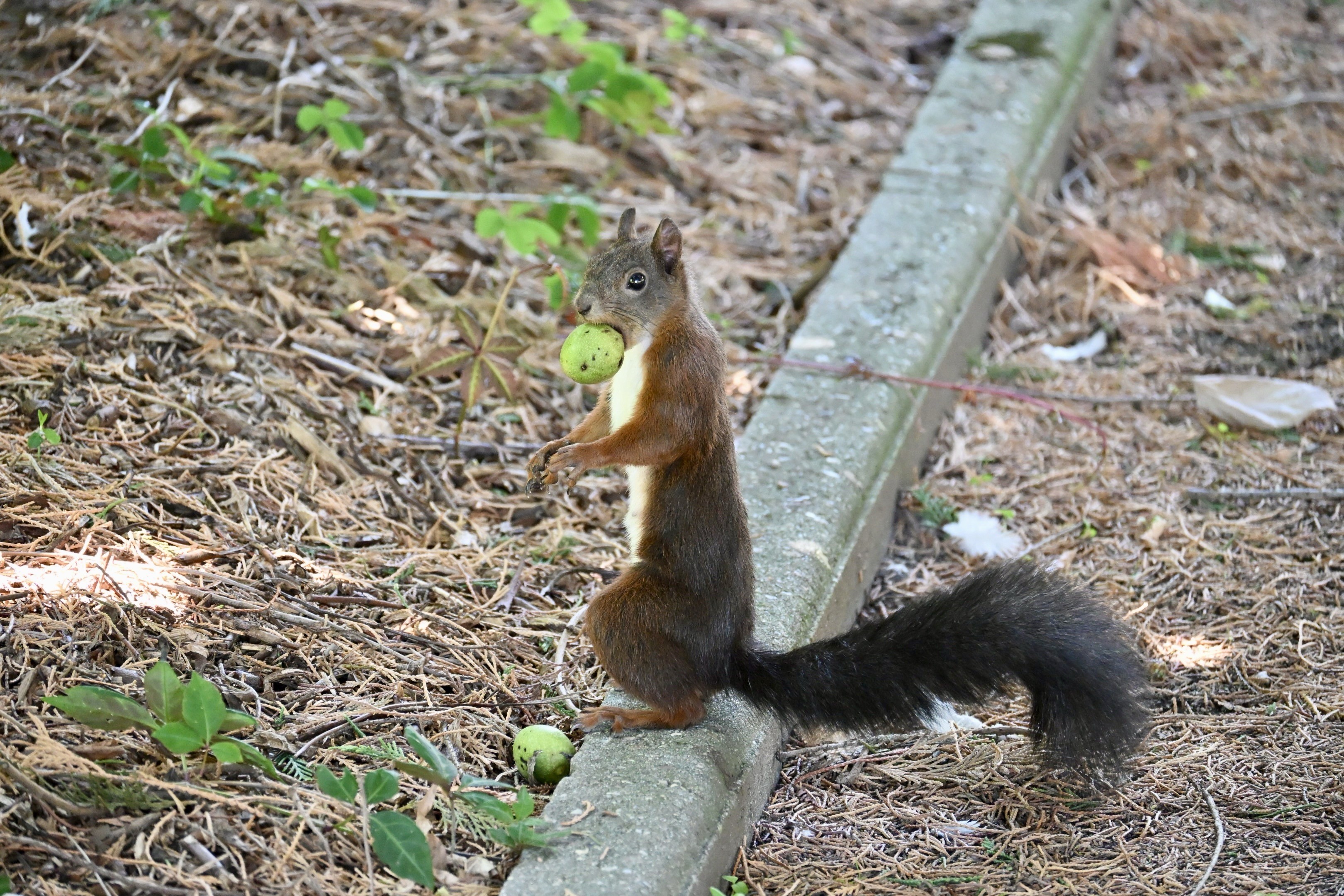 Ein braunes Eichhörnchen mit weißer Unterseite steht auf seinen Hinterbeinen auf einer Bordsteinkante in einem Park und hält eine grüne Nuss im Maul. Mehrere andere Nüsse sind auf dem Boden um es herum verstreut, umgeben von trockenen Blättern und Laub. Ein braunes Eichhörnchen mit weißer Unterseite steht auf seinen Hinterbeinen auf einer Bordsteinkante in einem Park und hält eine grüne Nuss im Maul. Mehrere andere Nüsse sind auf dem Boden um es herum verstreut, umgeben von trockenen Blättern und Laub.