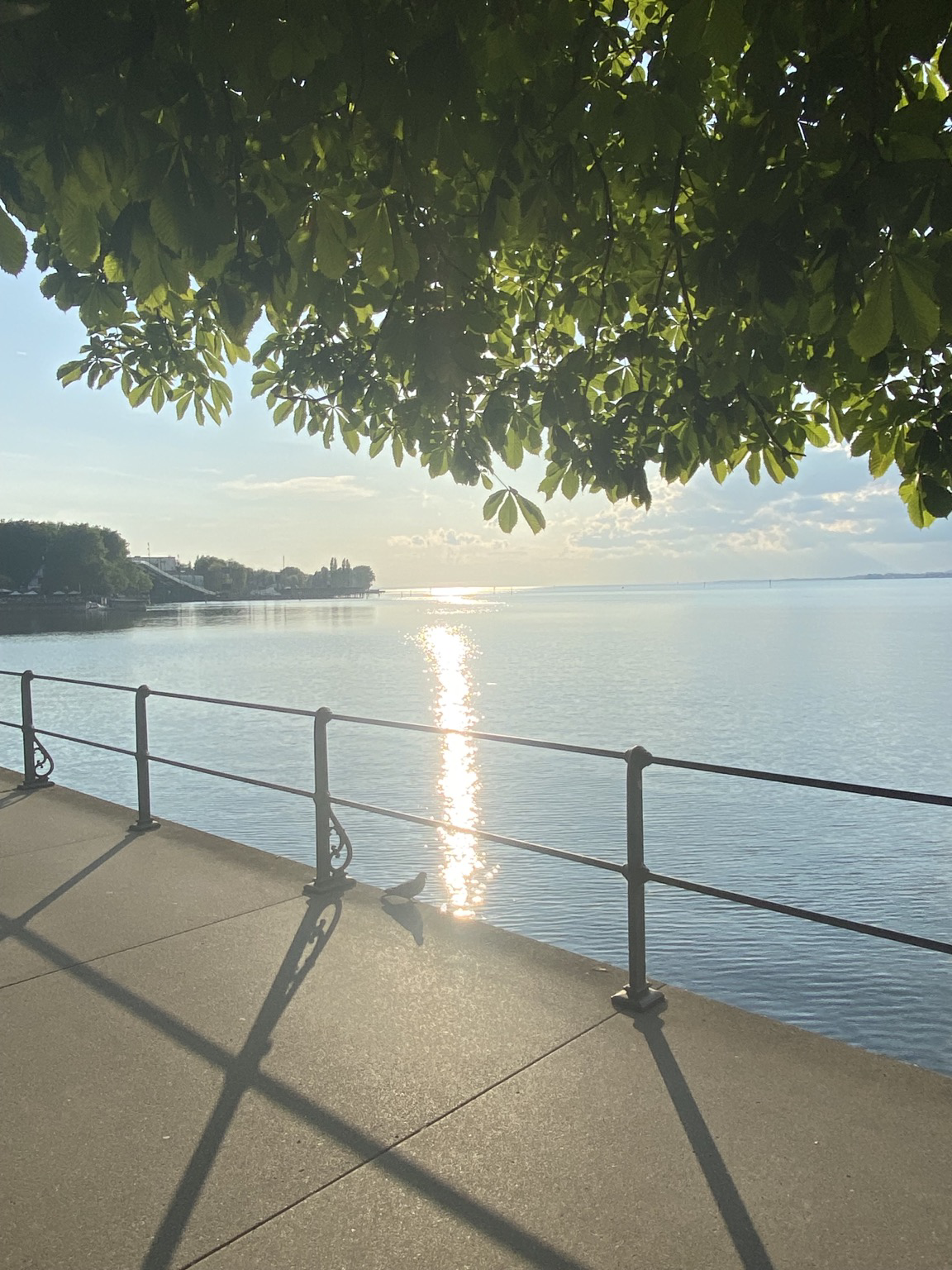 Blick auf das glitzernde Wassers des Bodensees. Im Vordergrund steht das Geländer der Seepromenade. Ein Baum ist am Rand zu erkennen und im Hintergrund die Seebühne. Blick auf das glitzernde Wassers des Bodensees. Im Vordergrund steht das Geländer der Seepromenade. Ein Baum ist am Rand zu erkennen und im Hintergrund die Seebühne.