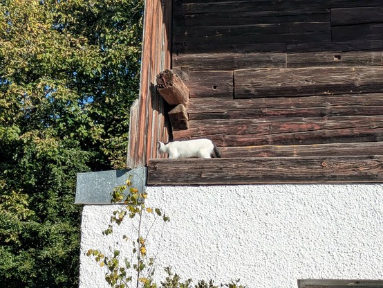 eine fast weiße Katze läuft im ersten Stock auf einem mit Holz verkleideten Vorsprung