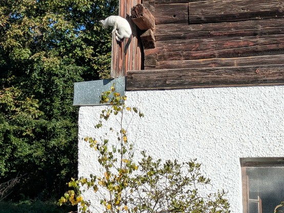 eine kleine weiße Katze klettert über ein senkrecht stehendes Brett im ersten Stock, um auf einen verblechten Vorsprung zu kommen.