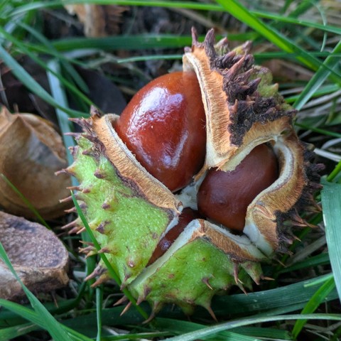 eine Kastanie liegt am Boden und ist aufgeplatzt und 3 braune Kastanien glänzen