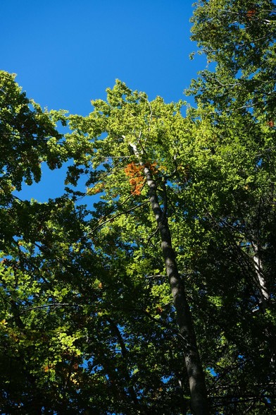 in einem hohen grünen Laubbaum mit blauem Himmel drüber gibt es einen kleinen Ast mit hellbraunen Blättern