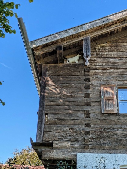 eine kleine fast weiße Katze steht oberhalb vom ersten Stock zwischen erstem und zweitem Dachbalken