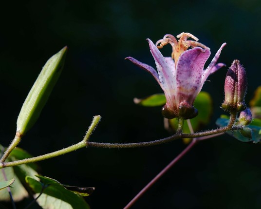 an einem waagrechten Zweig ist eine lilagetupfte Orchideenblüte und eine geschlossene Knospe