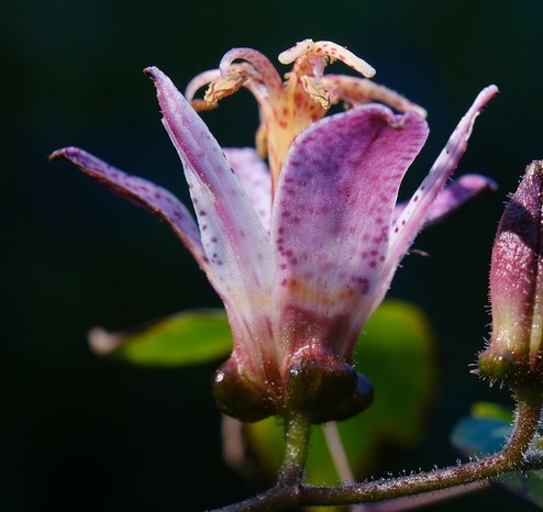 Nahaufnahme einer lila gepunkteten nach oben stehenden Orchideenblüte