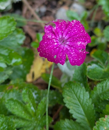 eine pinke Blüte mit kleinen Regentropfen drauf und grünem Hintergrund