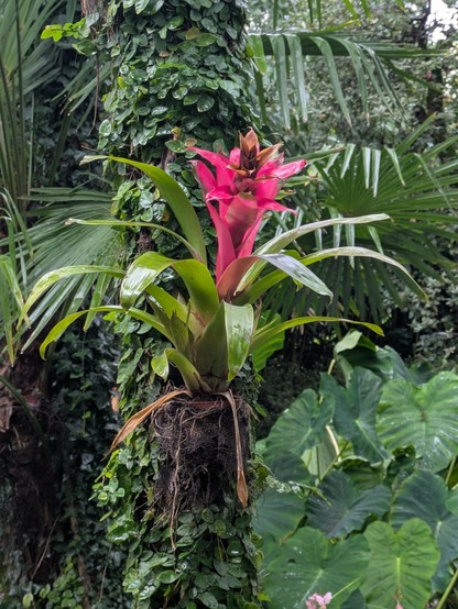 Eine pink blühende Bromelie an einem umrankten Palmenbaum.